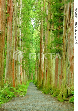 Suginami tree of Togakushi Osha company approach Suginami tree of Togakushi Osha company approach 50858796