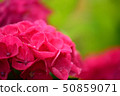 Crimson red hydrangea blooming gently 50859071