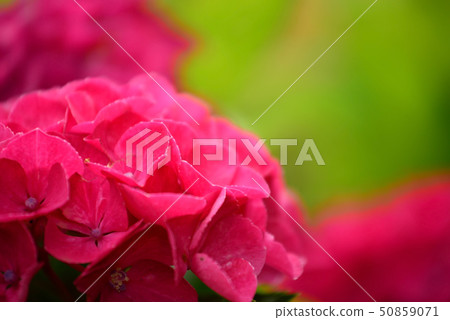 Crimson red hydrangea blooming gently Crimson red hydrangea blooming gently 50859071