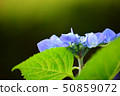 Blue hydrangea on black background 50859072