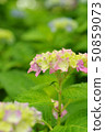 Pastel colored hydrangea 50859073
