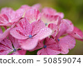 Pink gradient hydrangea wet to the rain 50859074