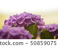 Light purple hydrangea 50859075
