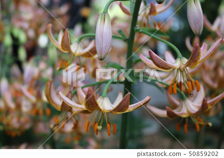Beautiful flowers of the Netherlands Beautiful flowers of the Netherlands 50859202