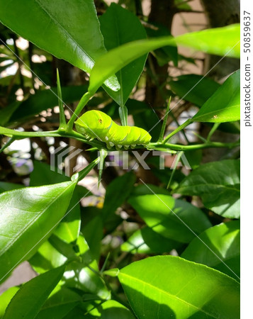 Swallowtail larvae 50859637