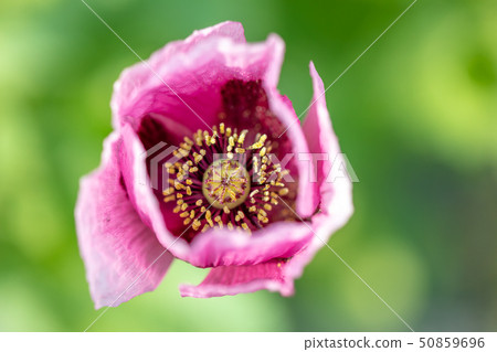 Atsumi Geshi (Popy for which cultivation is prohibited in principle by the Opium method) 50859696