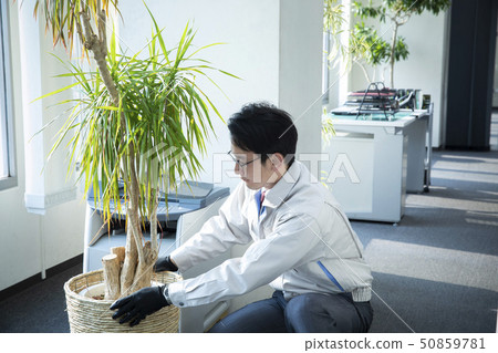 葉子植物 50859781