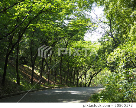Avenue of fresh green trees (Japan, Osaka Prefecture, Hattori Ryokuchi Park) Avenue of fresh green trees (Japan, Osaka Prefecture, Hattori Ryokuchi Park) 50860172
