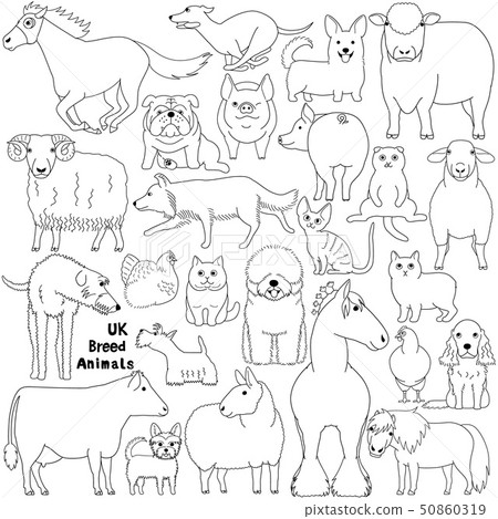 Set of pets and livestock Line drawings British origin Set of pets and livestock Line drawings British origin 50860319