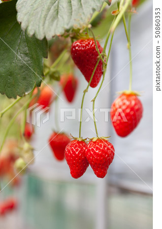 草莓採摘 50860353
