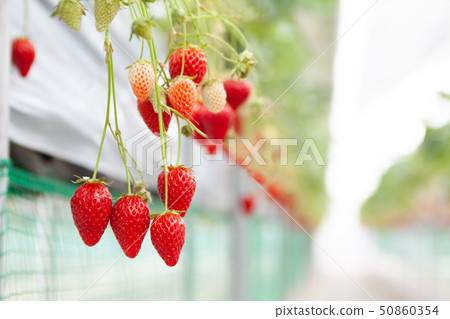 草莓採摘 50860354