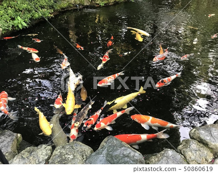 鯉魚 鯉魚 50860619