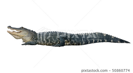 American alligator on white background 50860774