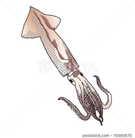 squid  50860870