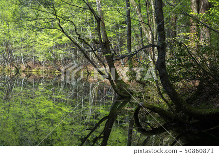 Fresh green that is reflected in Meisui Hundred Elections and Ryugakubo Meisui in Tsunan Town, Niigata Prefecture 50860871