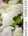 Crowded white hydrangea 50861100