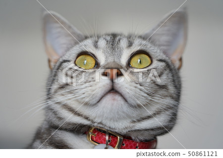 Cat American short hair Cat American short hair 50861121
