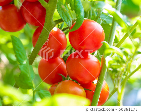 Small fruit tomato Small fruit tomato 50861173