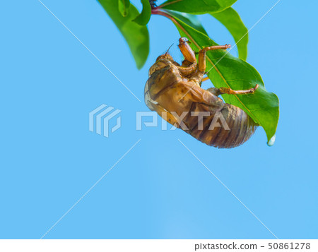 Cicadian shell Cicadian shell 50861278
