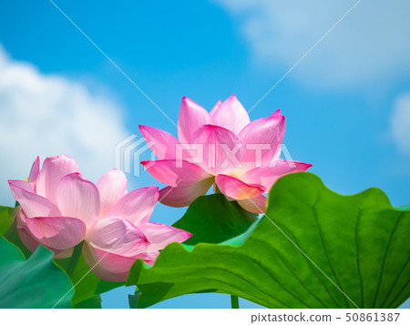 蓮花 50861387