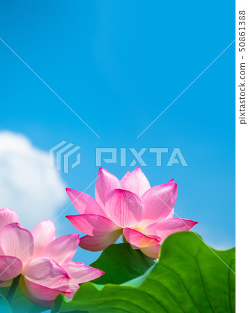 蓮花 蓮花 50861388
