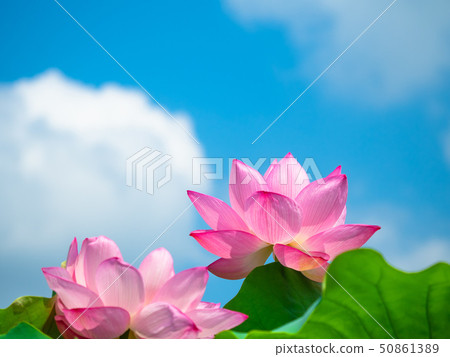 蓮花 蓮花 50861389