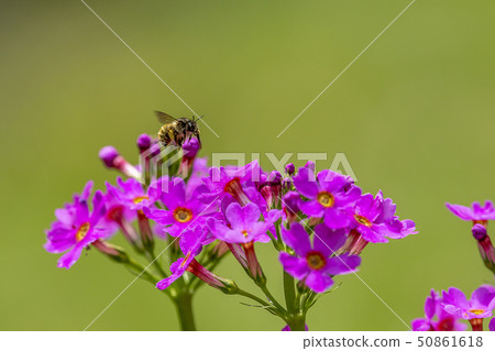 Klinso和Bee Klinso和Bee 50861618