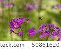 Klinso和Bee 50861620