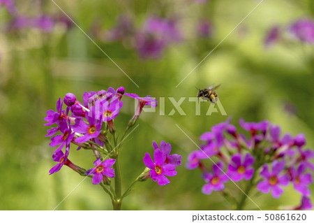 Klinso和Bee Klinso和Bee 50861620
