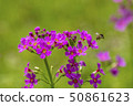 Klinso和Bee 50861623