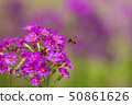 Klinso和Bee 50861626