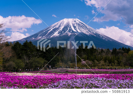 Shibazakura and Mt. Fuji Shibazakura and Mt. Fuji 50861913