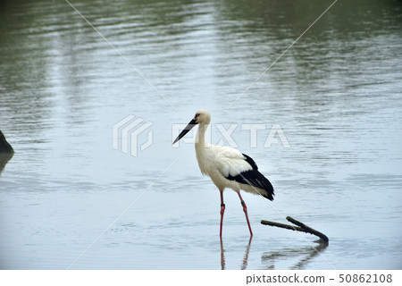 Miyakojima / stork Miyakojima / stork 50862108