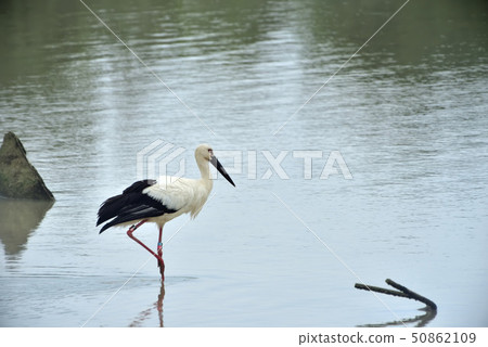 Miyakojima / stork Miyakojima / stork 50862109