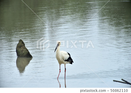 Miyakojima / stork Miyakojima / stork 50862110