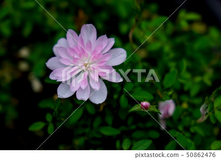 Hime Otome (Mini Rose) Hime Otome (Mini Rose) 50862476