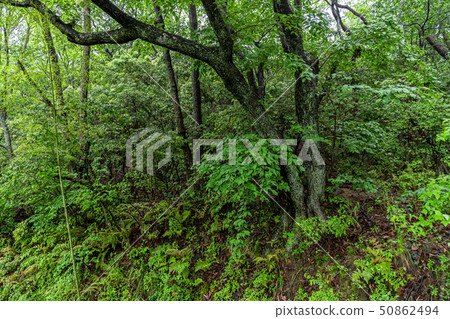刷新的新綠色圖像森林離開生態查尋植物春天圖像 刷新的新綠色圖像森林離開生態查尋植物春天圖像 50862494