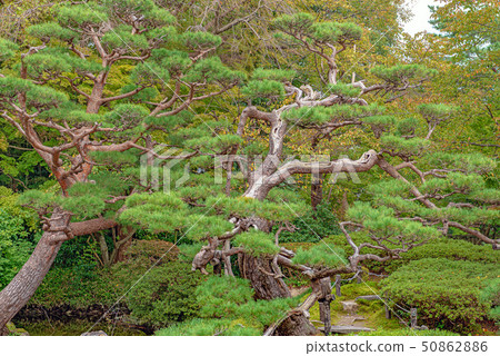 Tsuruoka City Sakai Garden 50862886