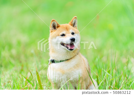 Dog Shiba Inu 50863212