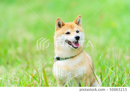 Dog Shiba Inu 50863213