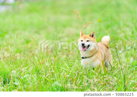 狗Shiba Inu 50863225
