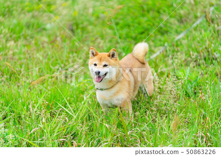 Dog Shiba Inu 50863226