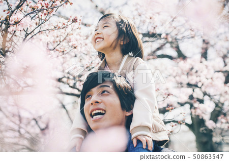 Cherry blossom spring 50863547