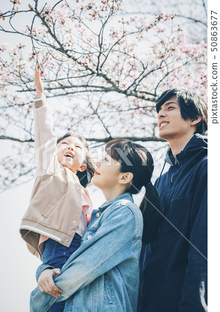 Cherry blossom spring 50863677