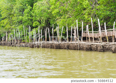 Oyster farm in mangrove forest area at sea 50864512