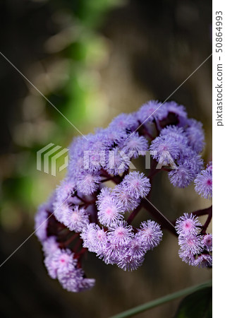 Euphorium Euphorium 50864993