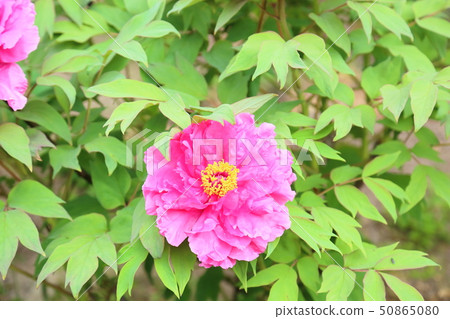 Peony flower 50865080