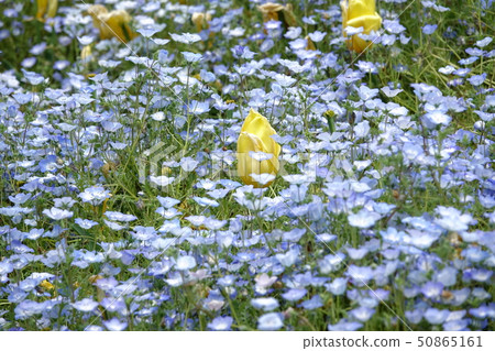 Nemophila Nemophila 50865161