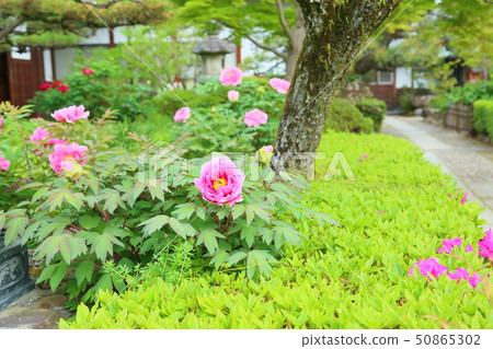 Peony flower Peony flower 50865302