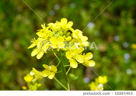 Yellow leafy leaf flower that starts to sprout in spring 50865463